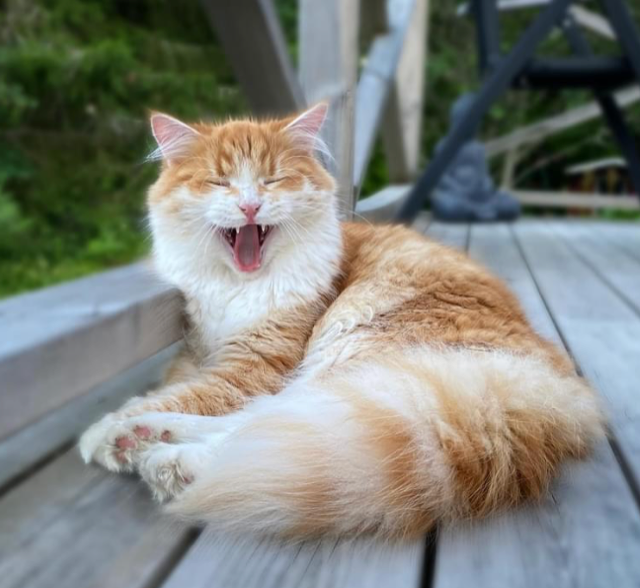 Sibirisk katt Flynn